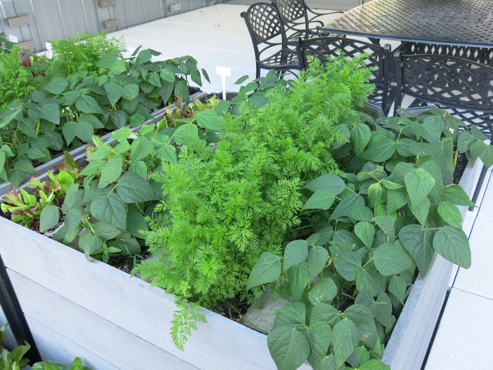 TELUS House Toronto urban rooftop garden. Photo: Rhonda Teitel-Payne